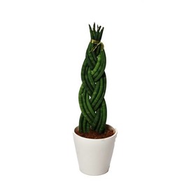 Сансевиерия Цилиндрическая "твист" с керамикой белого цвета ( Sansevieria Cylindrica 'twist' Met cer