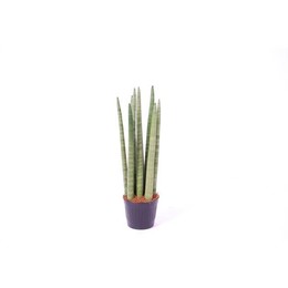 Сансевиерия цилиндрическая'спагетти' ( Sansevieria Cylindrica 'spaghetti' ) W 10,5 см H 38 см