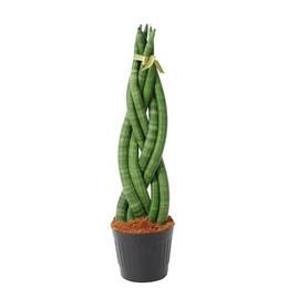 Сансевиерия цилиндрическая "извилистая" ( Sansevieria Cylindrica 'twist' ) W 10,5 см H 35 см