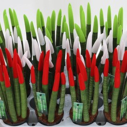 Сансевиерия Бархатное прикосновение Италия ( Sansevieria Velvet Touch Italie ) W 8,5 см H 35 см