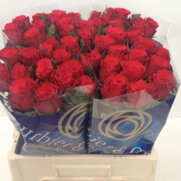 Rosa gr red torch(Роза гр ред торч) В70