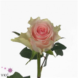 Rosa Gr Top gear (Роза гр Топ гир) В70