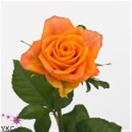 Rosa Gr Sombrero (Роза Гр Сомбреро) В40