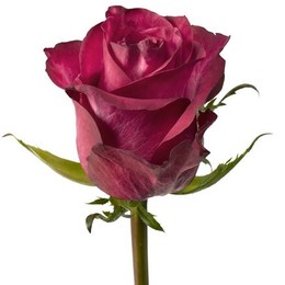 Rosa Gr Sanaa (Роза Гр Сана) В40