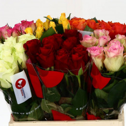 Rosa Kl Gem In Fust (Роза Кл Джем Ин Фуст) В35