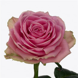 Rosa Gr Wham Imp (Роза Гр Вхам  Имп) В50