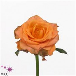 Rosa Gr Twilight (Роза Гр Твилигхт) В50