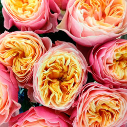 Rosa gr vuvuzela(Роза гр Вувузела) В30