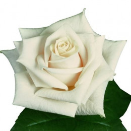 Rosa Gr Vendela (Роза гр Вендела) В70