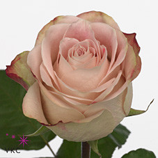 Rosa Gr Upper Secret (Роза Гр Аппер Секрет) В50