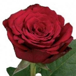 Rosa Gr Upper Class (Роза Гр Аппер Класс) В50
