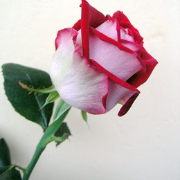 Rosa Gr Luxor (Роза Люксор) В80 Армения