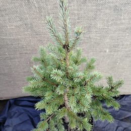 Псевдотсуга Мензиса Moerheims Fastigiata (Морхэймс Фастигиата)