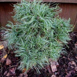 Сосна Веймутова Green Twist (Грин Твист)