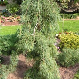 Сосна Веймутова Pendula (Пендула)