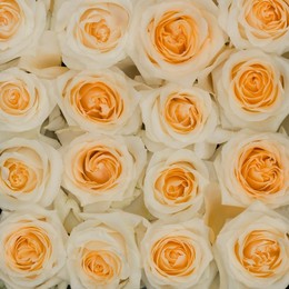 Rosa Gr Crème de la Crème ( Крèм де ла крèм ) В60 Rosa Prima