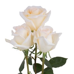 Rosa Gr Crystal ( Кристал ) В60 Rosa Prima