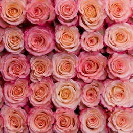 Rosa Gr Duett ( Дуетт ) В60 Rosa Prima