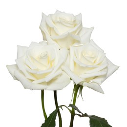 Rosa Gr Escimo ( Ескимо ) В60 Rosa Prima