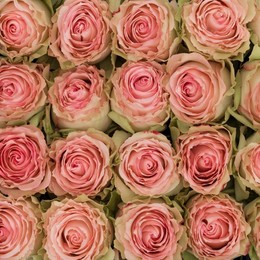 Rosa Gr Esperance ( Есперанзе ) В60 Rosa Prima