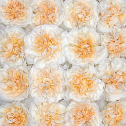 Rosa Gr Eugenie ( Еугение ) В60 Rosa Prima