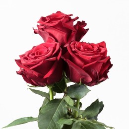 Rosa Gr Explorer ( Експлорер ) В60 Rosa Prima