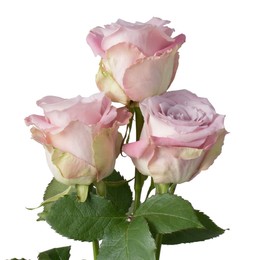 Rosa Gr Faith ( Фаитх ) В60 Rosa Prima