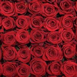 Rosa Gr Finally ( Финал ) В60 Rosa Prima