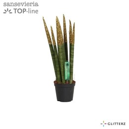 Сансевиерия Бархатное прикосновение ( Sansevieria Velvet Touchz Glitterz Gold ) W 8,5 см H 30 см