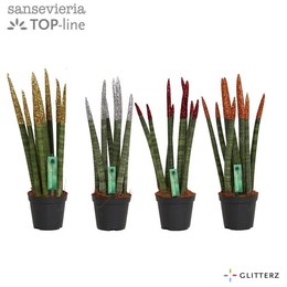 Сансевиерия Бархатное прикосновение ( Sansevieria Velvet Touchz Glitterz Mixed ) W 8,5 см H 30 см