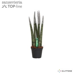 Сансевиерия Бархатное прикосновение ( Sansevieria Velvet Touchz Glitterz Silver ) W 8,5 см H 30 см