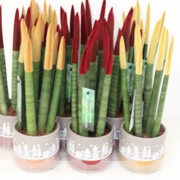 Сансевиерия Бархатное Прикосновение Металлик, Смешанный С Керамикой # ( Sansevieria Velvet Touch Met