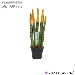 Сансевиерия Бархатное прикосновение ( Sansevieria Velvet Touchz Metallic Gold ) W 8,5 см H 30 см