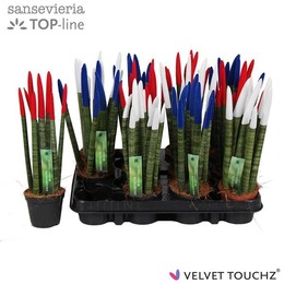 Сансевиерия Бархатное прикосновениеz Смешанная Франция ( Sansevieria Velvet Touchz Mixed Frankrijk )