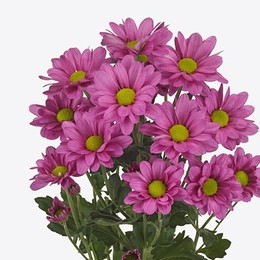 Chrys tr Memphis Rosy (Хриз куст Мемфис Рози) В70