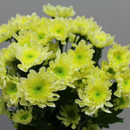Chrys. tr. Radost Cream (Хриз. куст. Радост Крем) В70