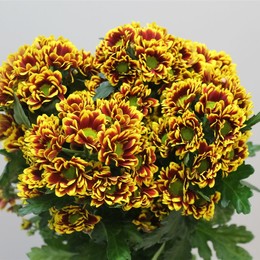 Chrys. tr. Raisa (Хриз. куст. Раиса) В70