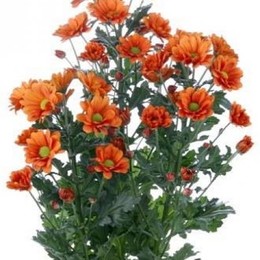 Chrys. tr. Marcato (Хр. куст. Маркато)В70
