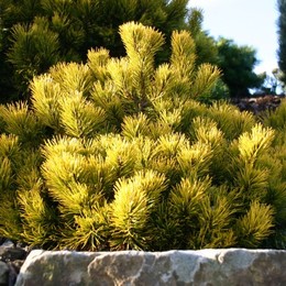 Сосна горная Wintergold (Винтерголд)