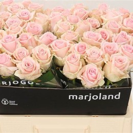 Rosa Gr Dolomiti (Роза Гр Доломити) В90