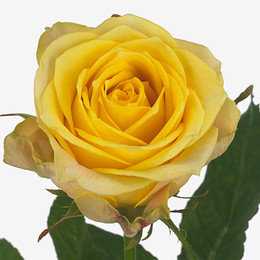 Rosa gr Summershine (Роза Гр Саммершайн) В50