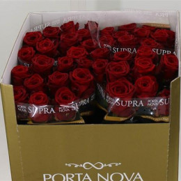 Rosa Gr Red Naomi (Роза Гр Ред Наоми) В70