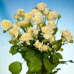 Rosa Spray Vanilla Buket (Роза Спрей Ванила Букет) B50