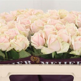 Rosa Gr Sweet Avalanche (Роза Гр Свит Аваланж) В70 (MKSH)