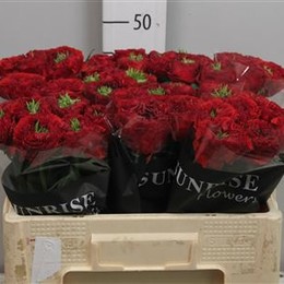 Rosa Gr Red Eye (Роза Гр Ред Ай) В60