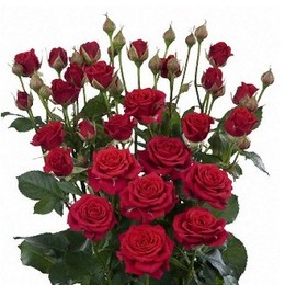 Rosa Spray Mirabel (Роза Спрей Мирабель) В60