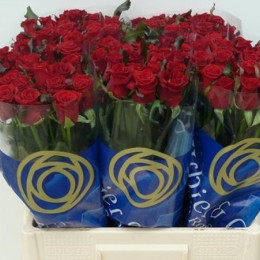 Rosa Gr Prestige (Роза Гр Престиж) В80