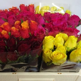Rosa Gr Mix (Роза Одн Микс) В40 Мир Роз