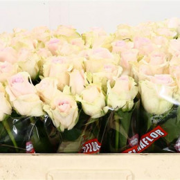 Rosa Sweet Revival (Роза Свит Ревиваль) В50 (MKSH)
