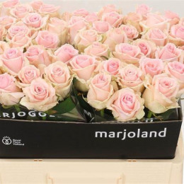 Rosa Gr Dolomiti (Роза Гр Доломити) В60
